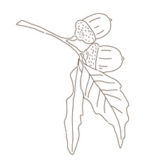 A hand-drawn illustration of acorns growing on oak trees in the fall season. Acorns are nuts and food for squirrels.