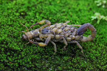 
An adult Chinese swimming scorpion is eating a cricket while carrying its babies on its back. This...