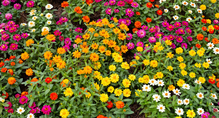 Obraz premium Zinnia flower in the garden