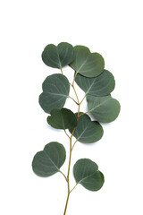 Green leaves of eucalyptus on white