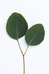 Fototapeta premium Green leaves of eucalyptus on white