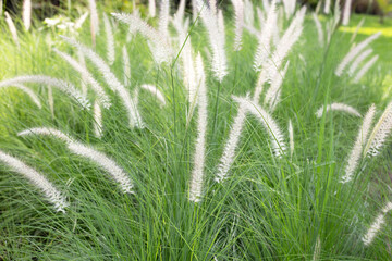 Fountain grass or pennisetum alopecuroides