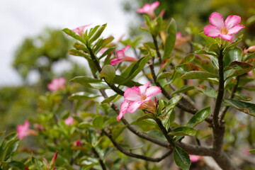 Obraz premium Adenium obesum tree with pink flowers. Green leaves