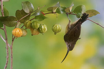A little spiderhunter is looking for nectar in the bushes. This small bird has the scientific name...