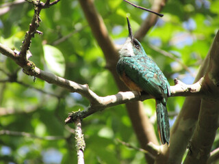 A beautiful Red-tailed Booby Galbula ruficauda perched on a tree branch