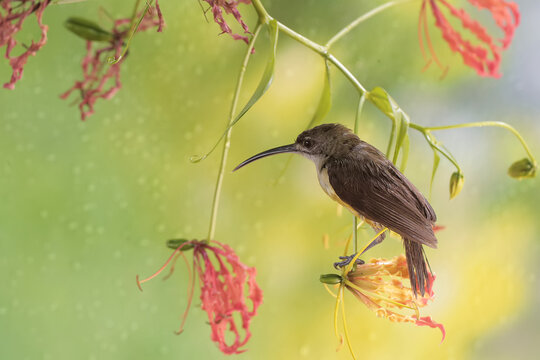 A little spiderhunter is looking for nectar in a wild flame lily flower. This small bird has the scientific name Arachnothera longirostra.