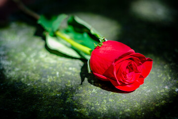 red rose. rose on the ground with sunlight touching it lightly. idyllic image of a flower. close-up detail of the leaves of a rose on the ground. 