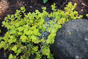 cobwebs and succulent
