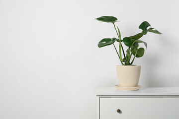 Potted monstera on chest of drawers near white wall, space for text. Beautiful houseplant