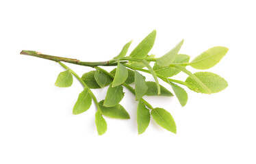 Bilberry branch with fresh green leaves isolated on white