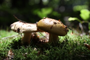 Closeup view of mushrooms growing in forest