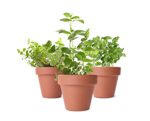 Different green herbs in clay pots isolated on white