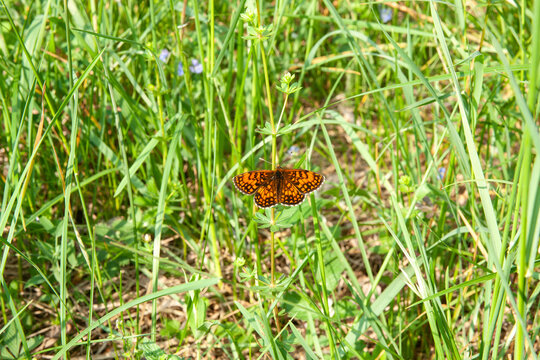 Heath Fritillary butterfly in field