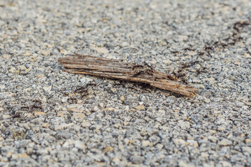 background, ants are running, problems with ants in the house