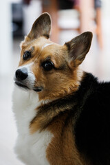 Obraz premium portrait of a pembroke welsh corgi looking over his shoulder