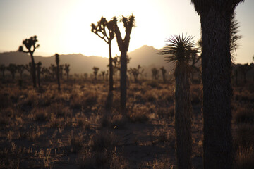 Silhouette of Joshua Trees at Joshua Tree National Park at sunset.
