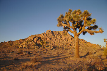 Joshua Tree at Sunset