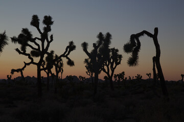 Joshua Tree at Sunset