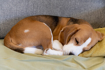 Beagle dog sleeping on the bed