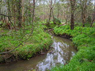 Monbulk Creek Bends