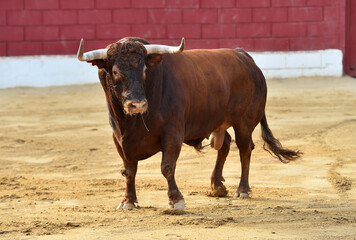 un toro bravo español en una plaza de toros