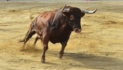 strong bull wih big horns in a traditional spectacle of bullfight in spain
