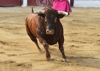 spanish big bull with big horns in spain