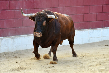 strong bull wih big horns in a traditional spectacle of bullfight in spain