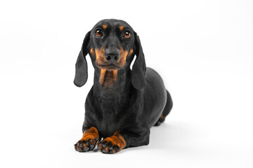 Pet dachshund modelling for magazine against isolated studio wall. Black and brown dog with big eyes poses for advertisement for animals blog
