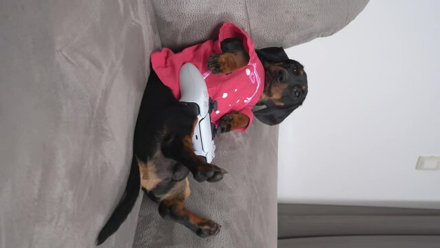 Dachshund dog in T-shirt lies on couch with its paws up with joystick for video game indifferently looks at screen, is distracted, turns around, ignores its parent Puberty childhood gambling addiction