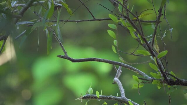 a young java sparrow padda oryzivora jumping from a branch, natural bokeh background