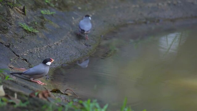java sparrows padda oryzivora drinking water from a small pool, natural bokeh background