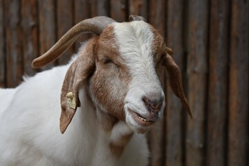 portrait of a goat