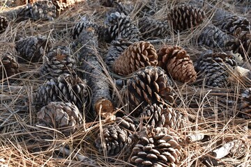 pinecones in the woods
