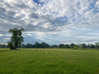 landscapes green rice fields in the evening and cloudy sky