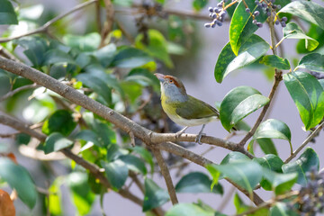 The tropic bird known as "pitiguari" (Cyclarhis gujanensis) in selective focus