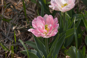 Obraz na płótnie Canvas Pink Tulips in the Spring