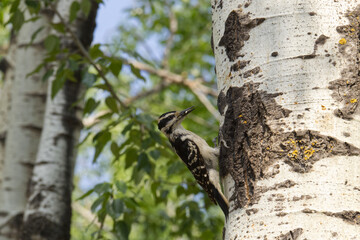 Fototapeta premium Mama Hairy Woodpecker bring food to her Nest