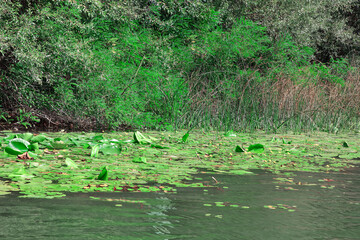 Green water lily pads on the surface of the lake