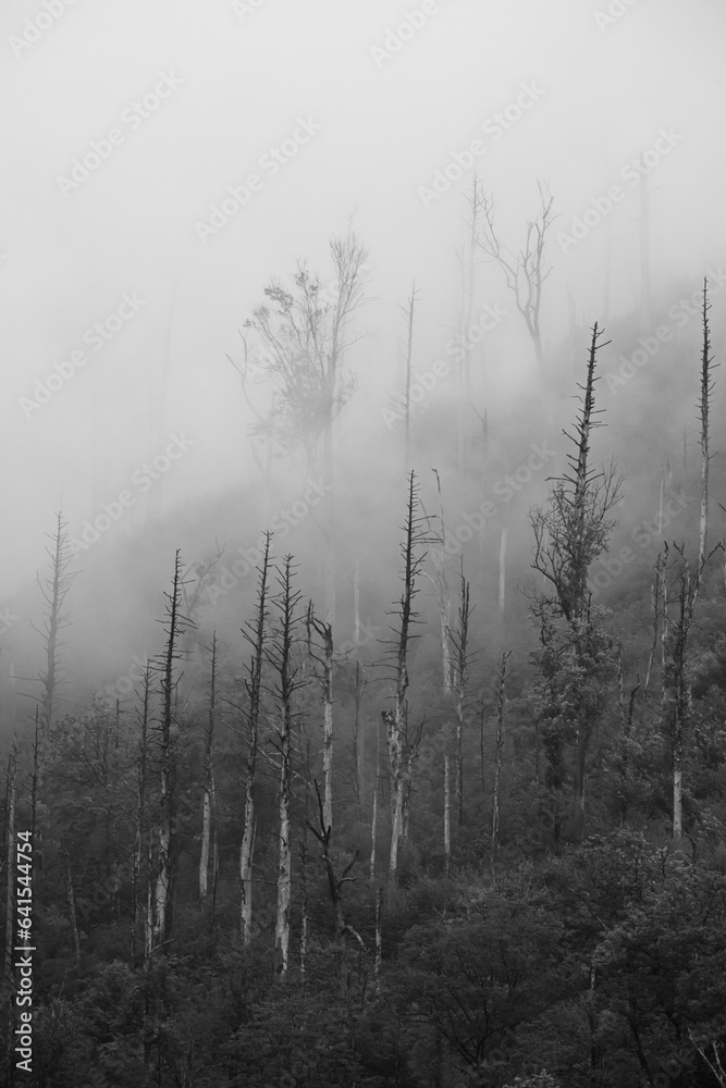 Poster mountain fog