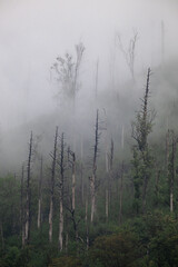 mountain fog