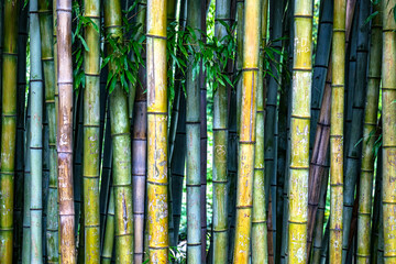 bamboo