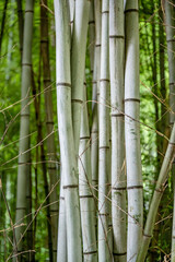 bamboo