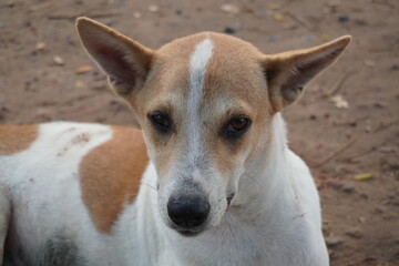 A beautiful dog gazes with an enchanted gaze. close up of a dog