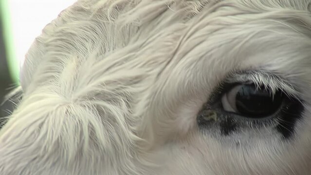 Eyes of a Cow Looking at Camera. Close Up. 4K Resolution.