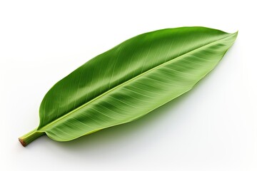 A banana leaf to use as a design element isolated on white background