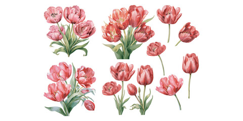 watercolor parrot tulip clipart for graphic resources - obrazy, fototapety, plakaty