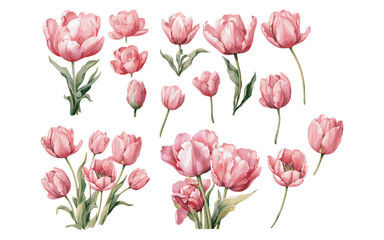 watercolor pink tulip clipart for graphic resources - obrazy, fototapety, plakaty