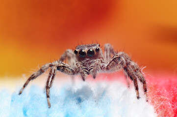 Jumping Spider in A Rough with Orange Background