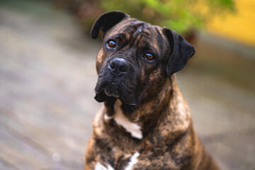 Perro melancólico y pensativo en primer plano 